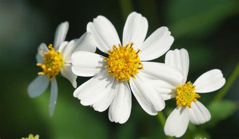 bidens pilosa benefits